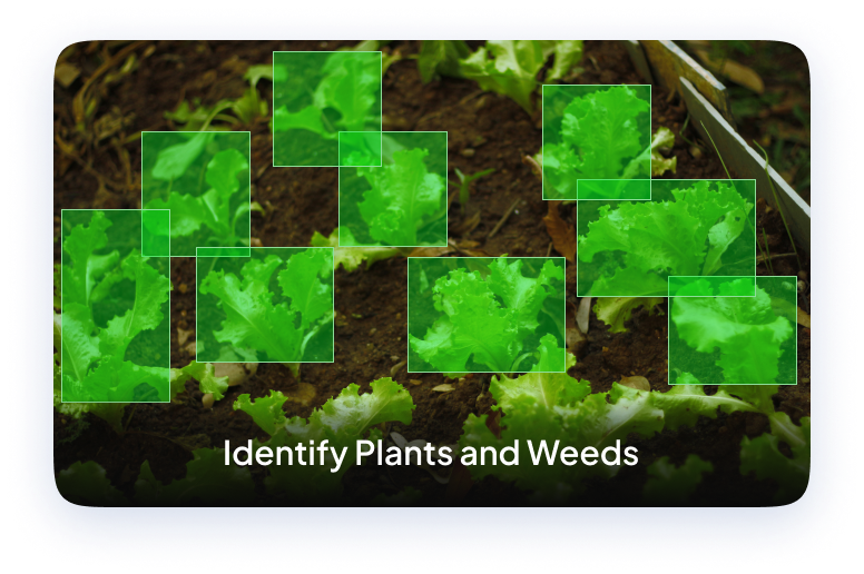 Object detection on Lettuce growing from land